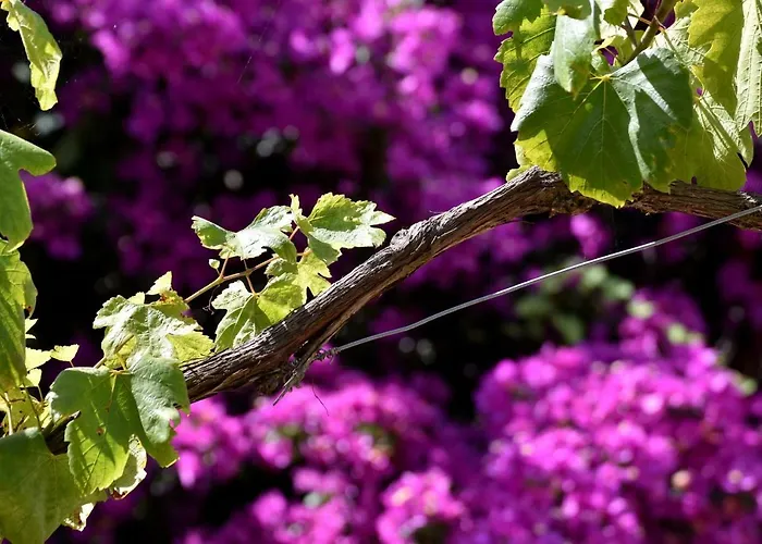 Private Villas in Sant'Agata sui due Golfi